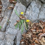 Loewenzahn Am Am Ende Der Kranebitter Klamm