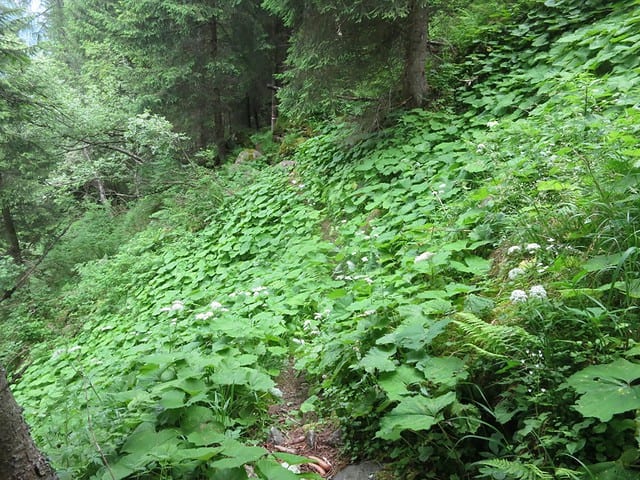 Urwald im unteren Teil des Steiges