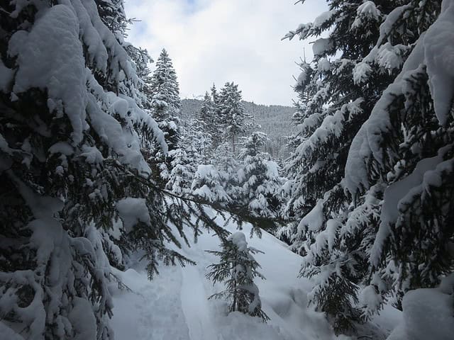 zauberhafte Wanderung durch den Wald