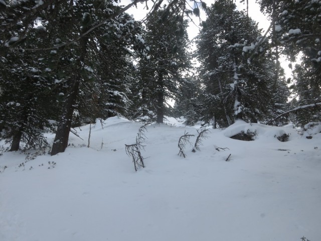 steilere Passagen im Zirbenwald