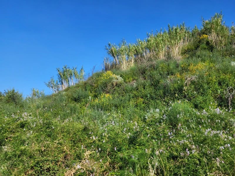 erste Rohrpflanzen (Pfahlrohr oder Spanisches Rohr) beim Aufstieg auf den Nordhang des Stromboli