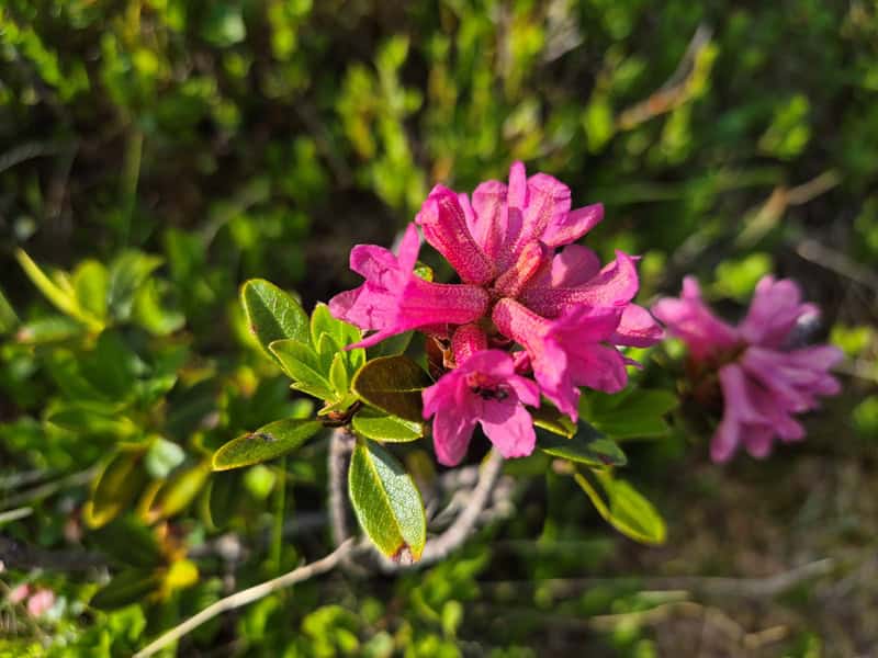 rostrote Almrose - Rhododendron ferrugineum