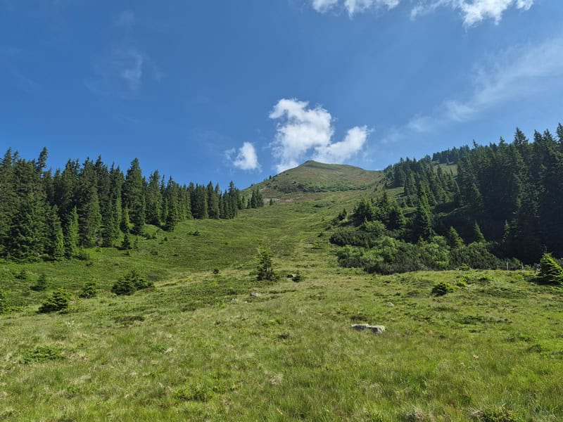 im Lawinenhang zum Kuhmöser