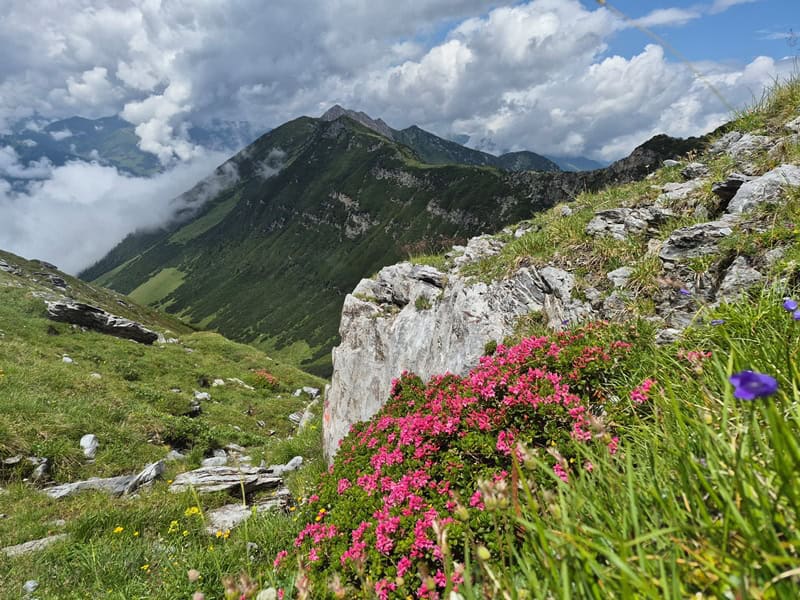 Almrosen gegen den Gipfel des Hochfelds